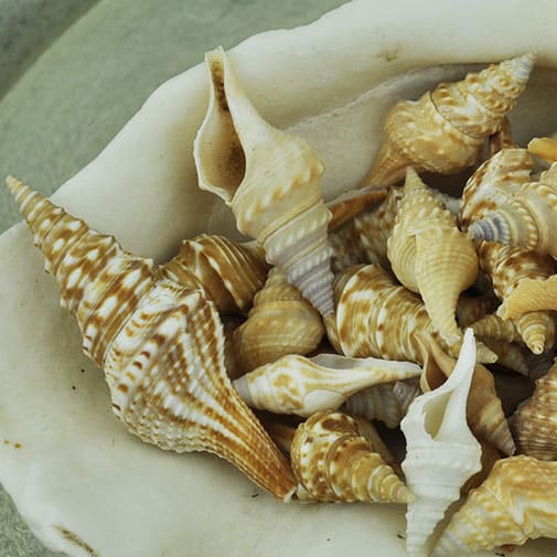 Turris shells