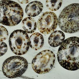 Polished Limpets