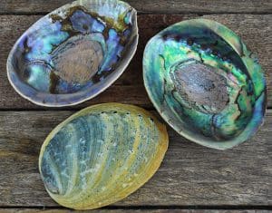 Abalone Haliotis iris natural paua shells