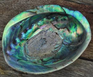 Abalone Haliotis iris natural paua shells