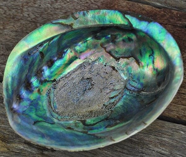 Abalone Haliotis iris natural paua shells