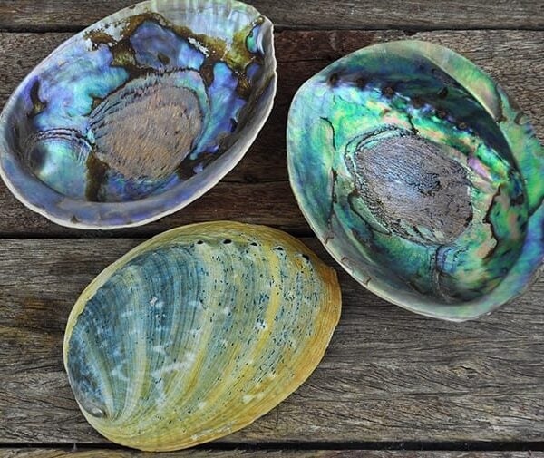 Abalone Haliotis iris natural paua shells