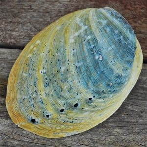 Abalone Haliotis iris natural paua shells