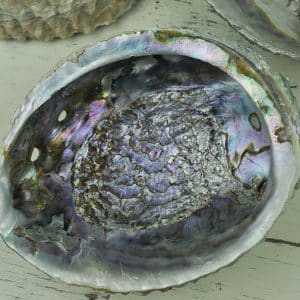 Haliotis corrugata