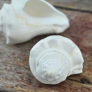 Melongena conch