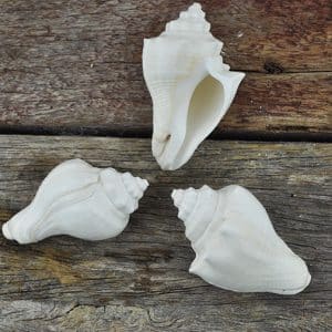 Melongena conch