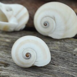 Moon Snails Natica Vitellus