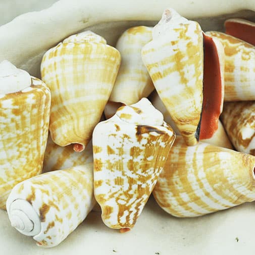 Strombus Luhuanus bulk shells