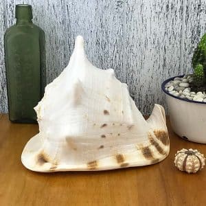Giant Helmet shell