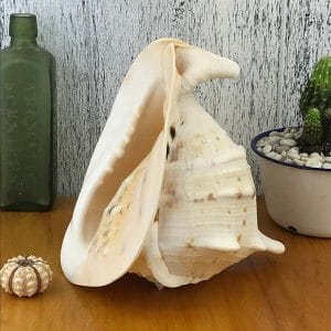 Giant Helmet shell