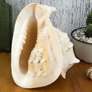 Giant Helmet shell