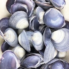 Caycay shell purple