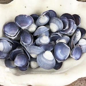Caycay shell purple