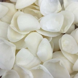 Large white caycay shells