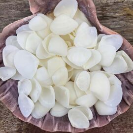 Large white caycay shells