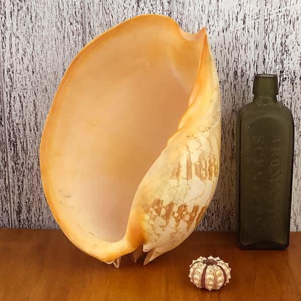 Melo Umbilicatus Baler shell