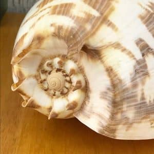 Melo Umbilicatus Baler shell