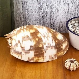 Melo Umbilicatus Baler shell