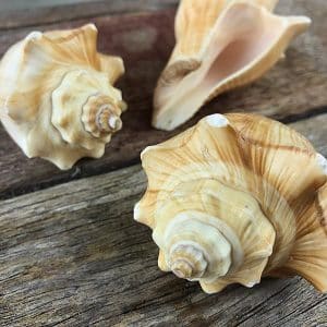 Melongena Conch Chocolate Brown
