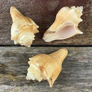 Melongena Conch Chocolate Brown