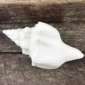 Turbinella Angulata white conch
