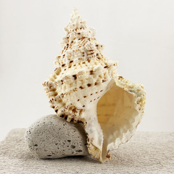 Bursa Bubo shell