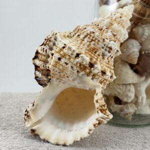 Bursa Bubo shell