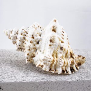 Bursa Bubo shell