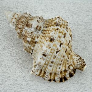 Bursa Bubo shell