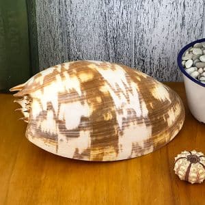 Melo Amphora Baler Shell