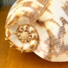 Melo Amphora Baler Shell