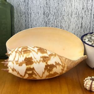 Melo Amphora Baler Shell
