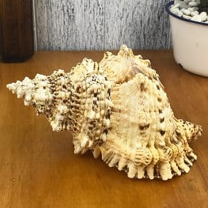Bursa Bubo shell