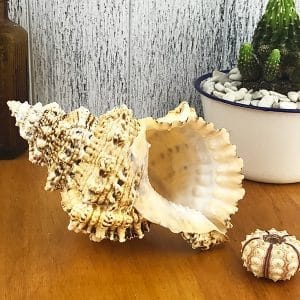 Bursa Bubo shell