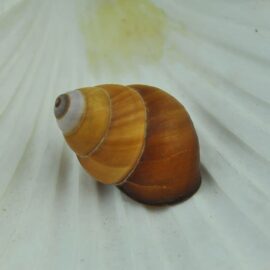 Landsnail cream and brown oval