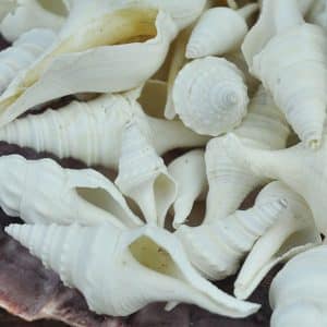 White Turris shells