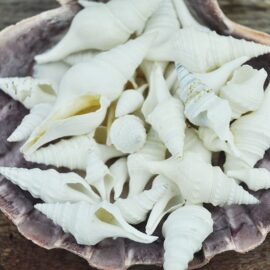 White Turris shells
