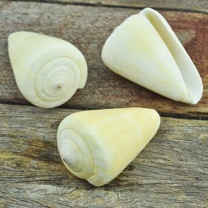 Conus Quercinus