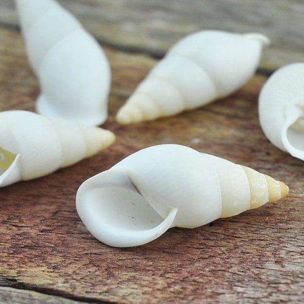 Landsnail white cream long