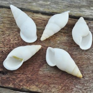 Landsnail white cream long