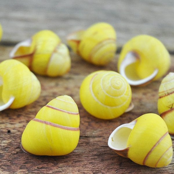 Land snail yellow round small
