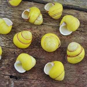 Land snail yellow round small