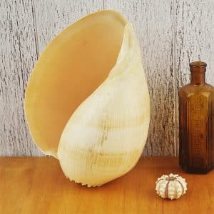 Melo Diadema Baler shell