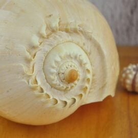 Melo Diadema Baler Shell - Simply Shells