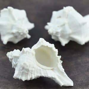 Murex Virgineus white small bulk shells