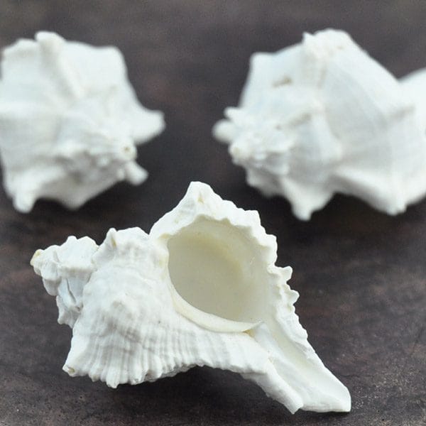 Murex Virgineus white small bulk shells