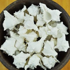 Murex Virgineus white small bulk shells