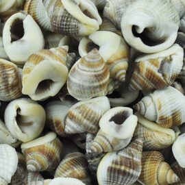 Nassarius Pullus whelk shells