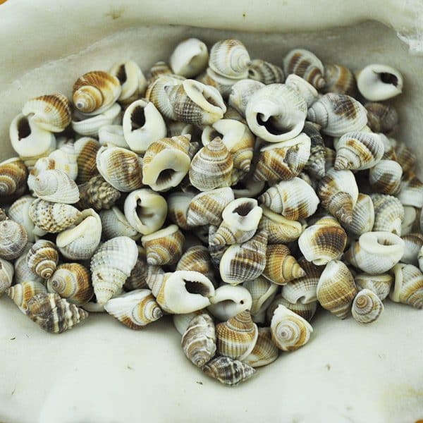 Nassarius Pullus whelk shells