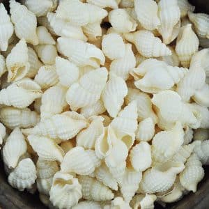 Nassarius Reticulatus large bulk shells